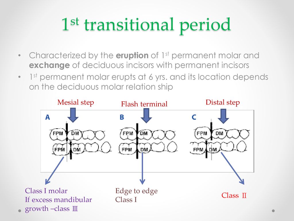Development Of Occlusion Ppt Download