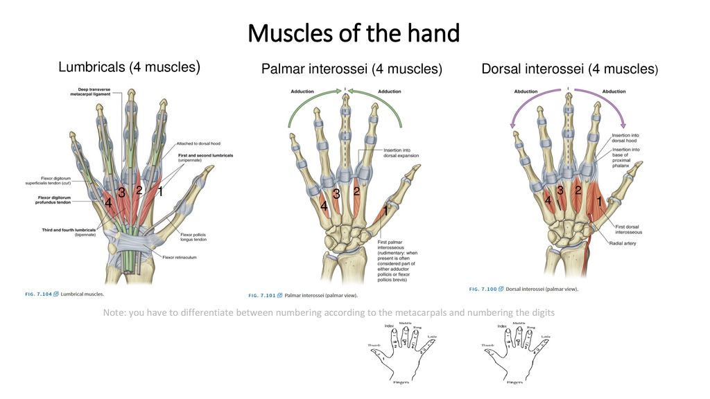 Lumbricals And Interossei Of Hand