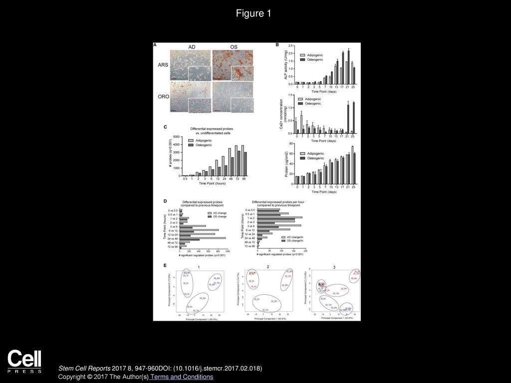 Figure 1 Dynamic Transcriptional Changes upon Adipogenic and Osteogenic Differentiation of hMSCs.