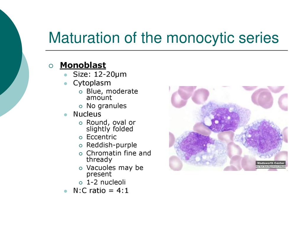 MLAB Hematology Keri Brophy-Martinez - ppt download