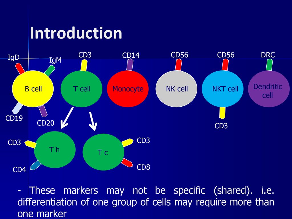 Lymphocytes Cell Surface Markers - ppt download