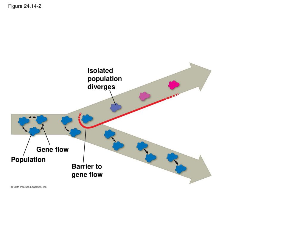 Isolated population diverges Gene flow Population Barrier to gene flow