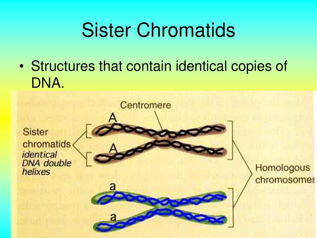 9.2: Mitosis and Cytokinesis Biology Diagrams