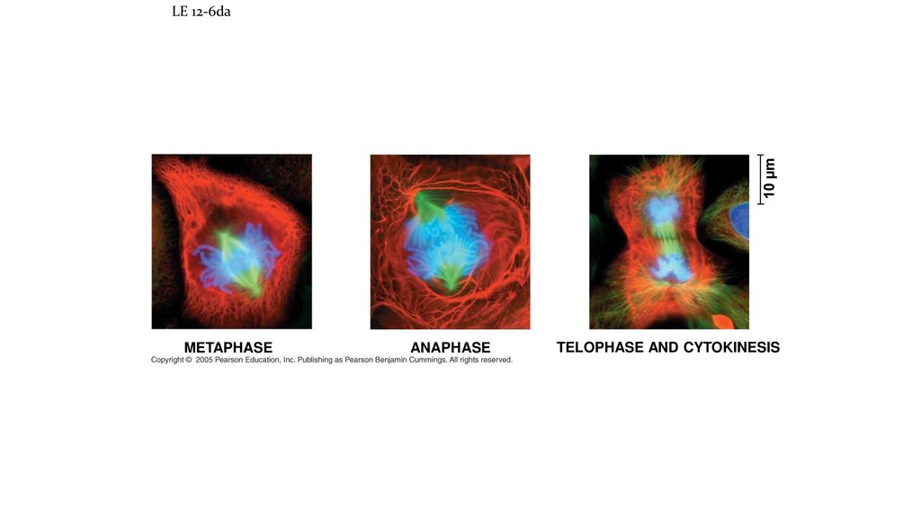 LE 12-6da 10 µm METAPHASE ANAPHASE TELOPHASE AND CYTOKINESIS