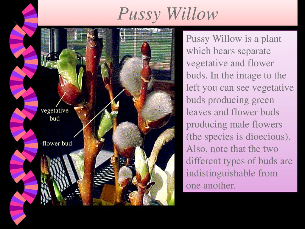 Pussy willow by margaret wise brown