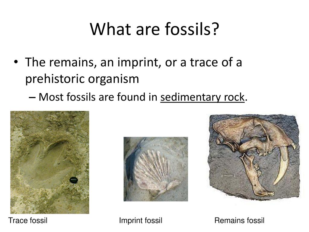 Fossil Evidence of Evolution ppt download