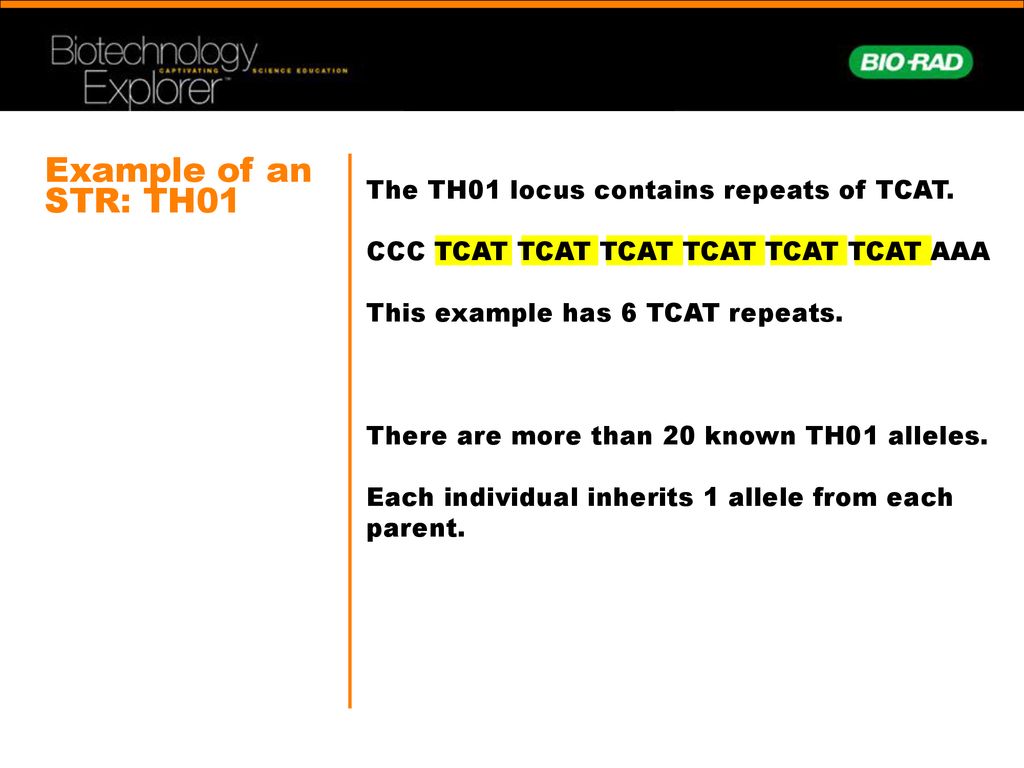 Example of an STR: TH01 The TH01 locus contains repeats of TCAT.