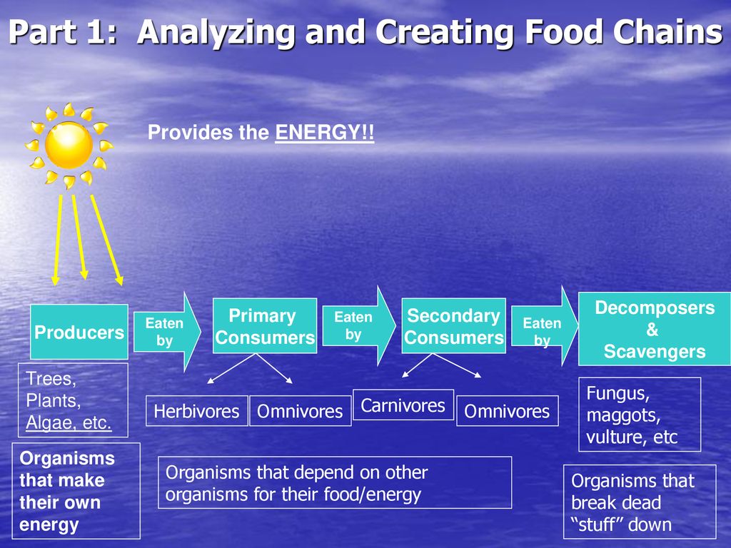 An Exploration Of Food Chains Food Webs Ppt Download an-exploration-of-food-chains-food-webs-ppt-download