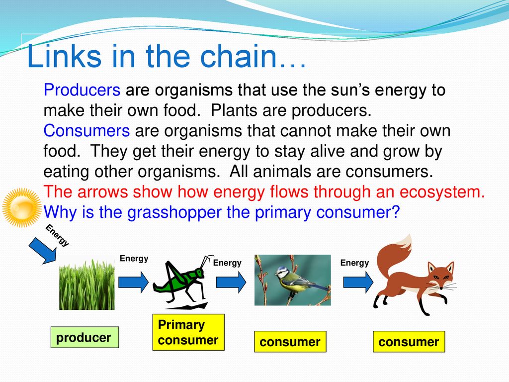 Science Focus Lesson SC.4.L.17.3 Food Chains Biology Diagrams