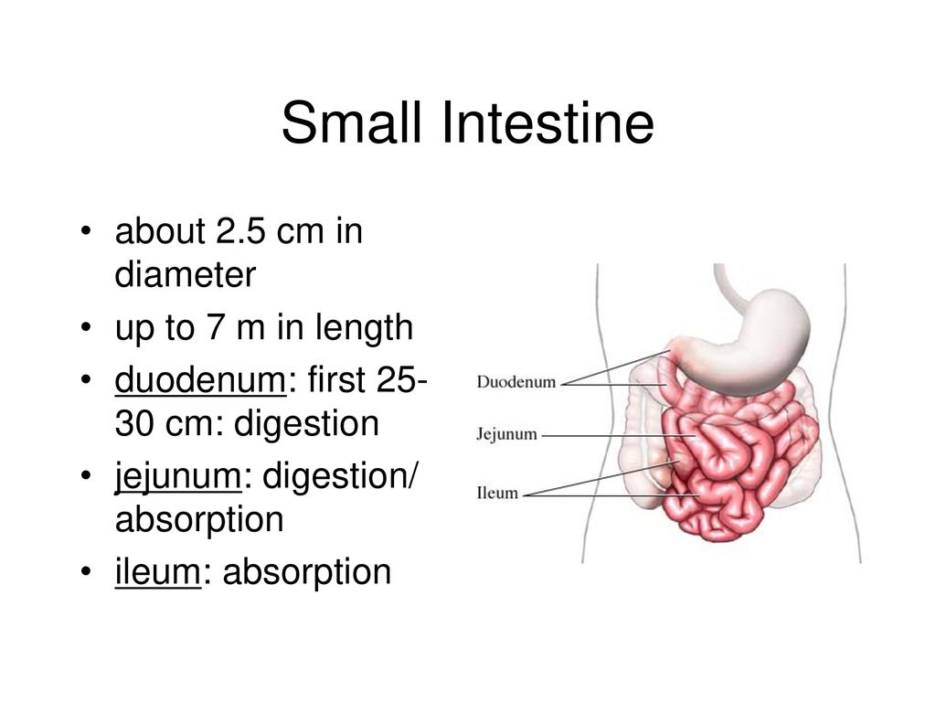  the small large intestines ppt download