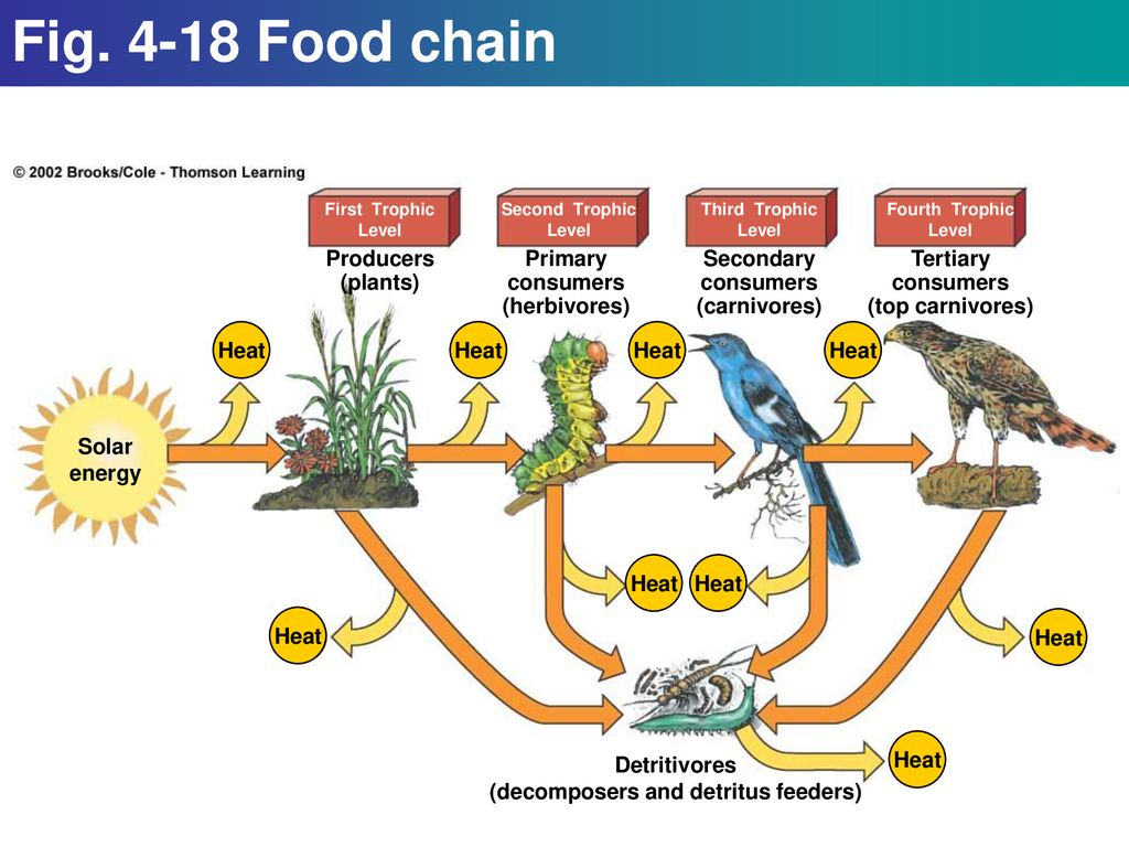 Area Iia The Living World Ppt Download