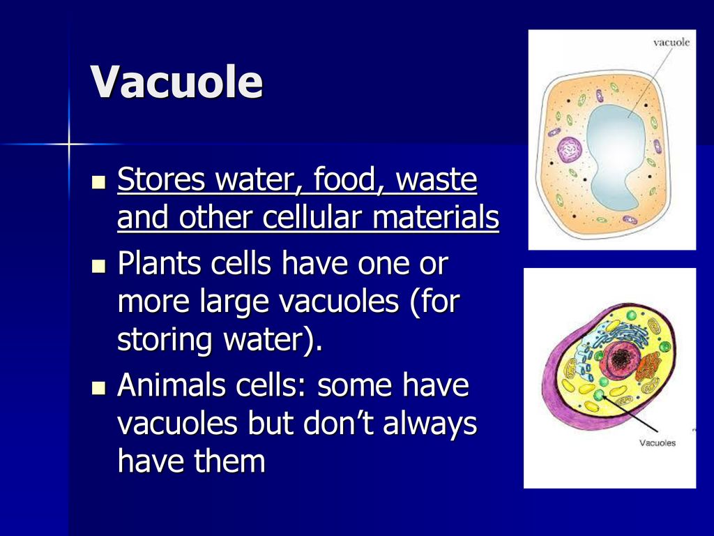 Vacuoles Structure Function Expii