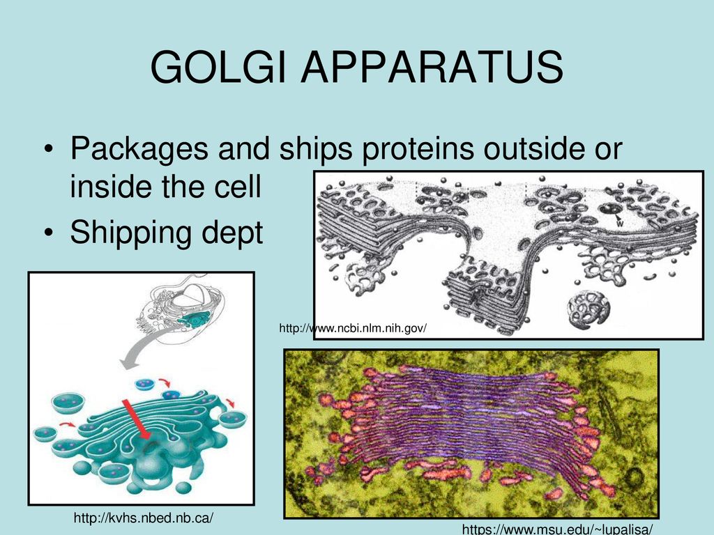 Chapter 7 Notes: Parts of the Cell. Biology Diagrams