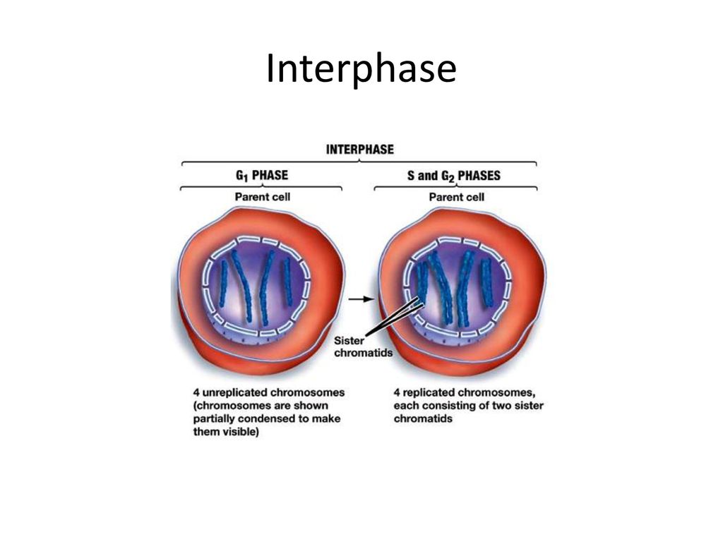 ppt download Biology Diagrams
