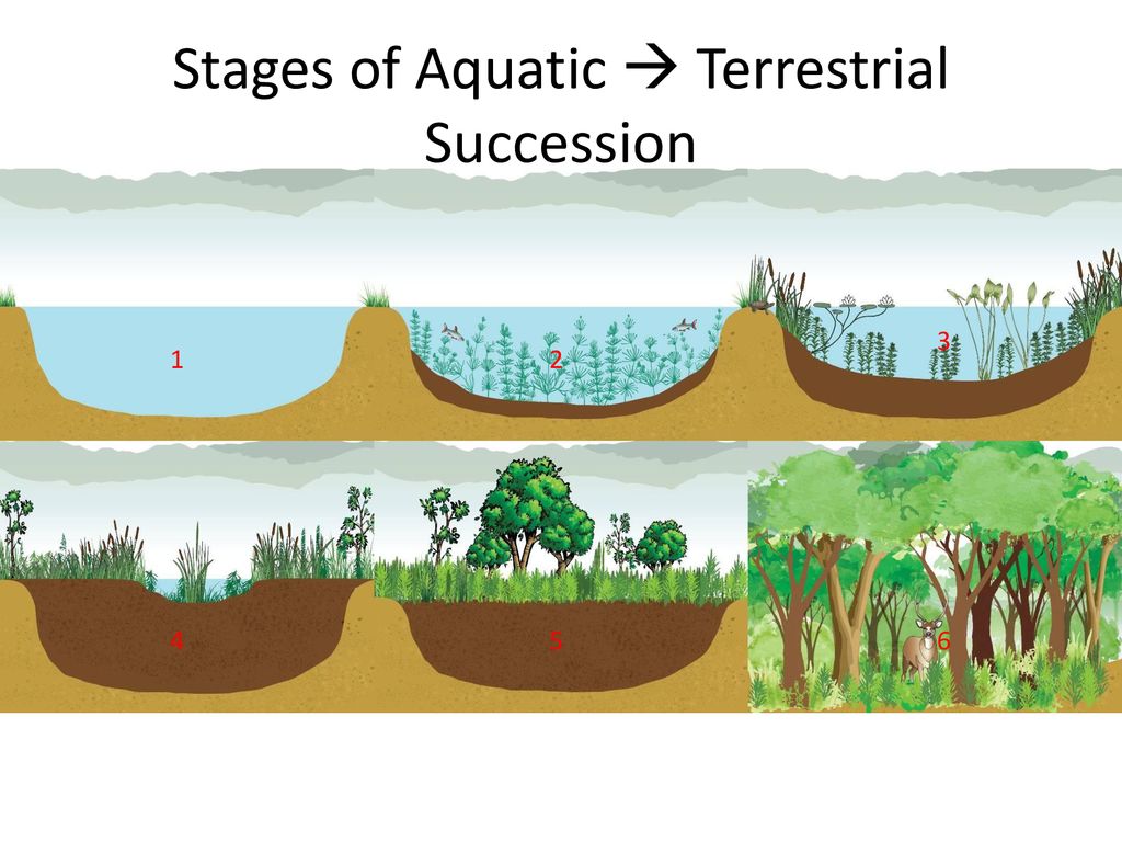 aquatic succession stages