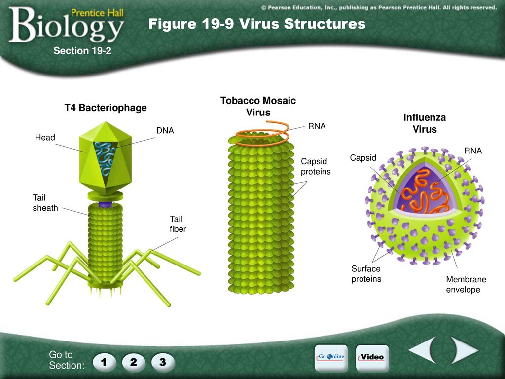 Virus 9. Табачная мозаика вирус строение. Ханс вирус Тейл. Pea Mosaic virus.