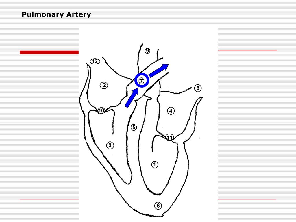 Pulmonary Artery