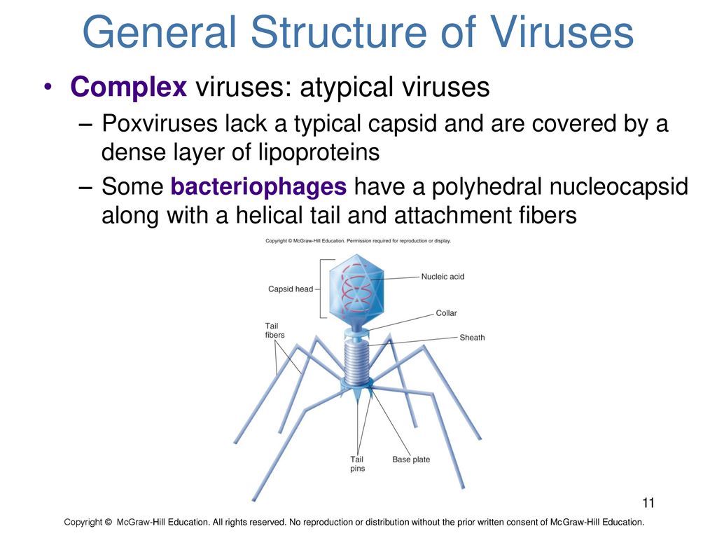 General Structure of Viruses