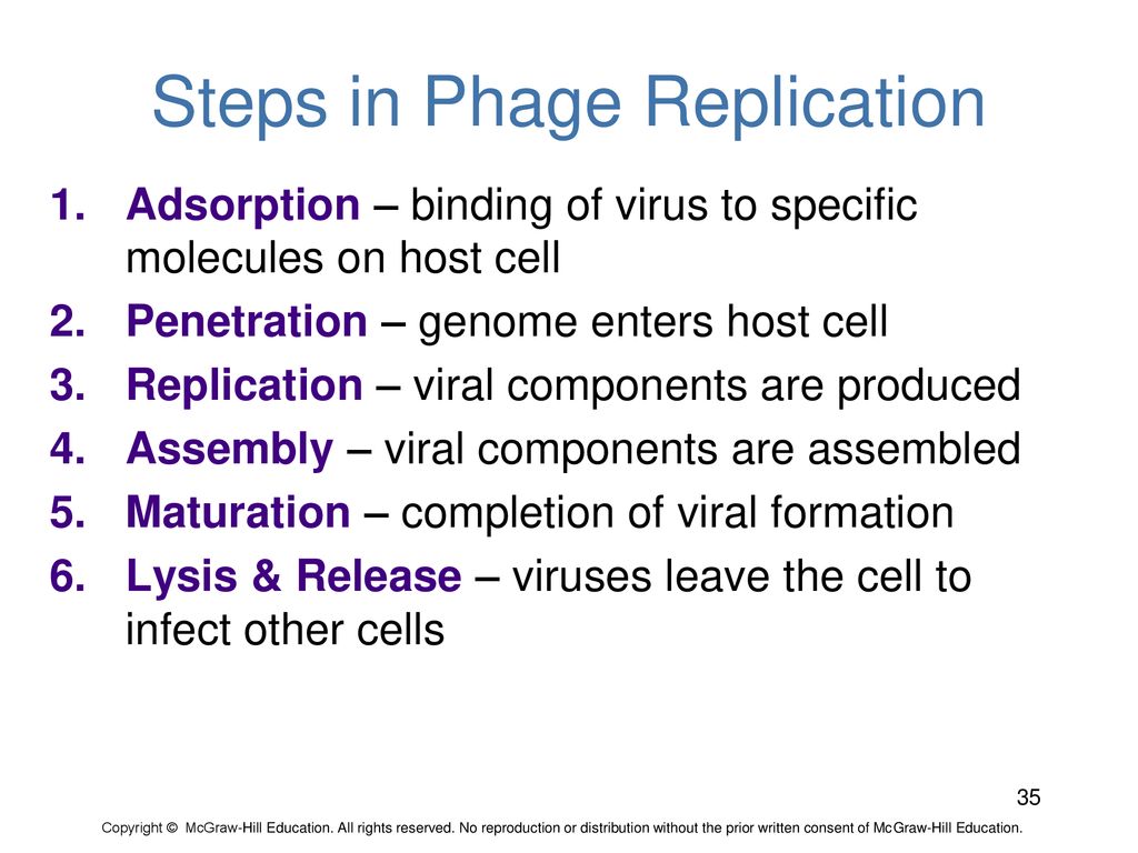 Steps in Phage Replication