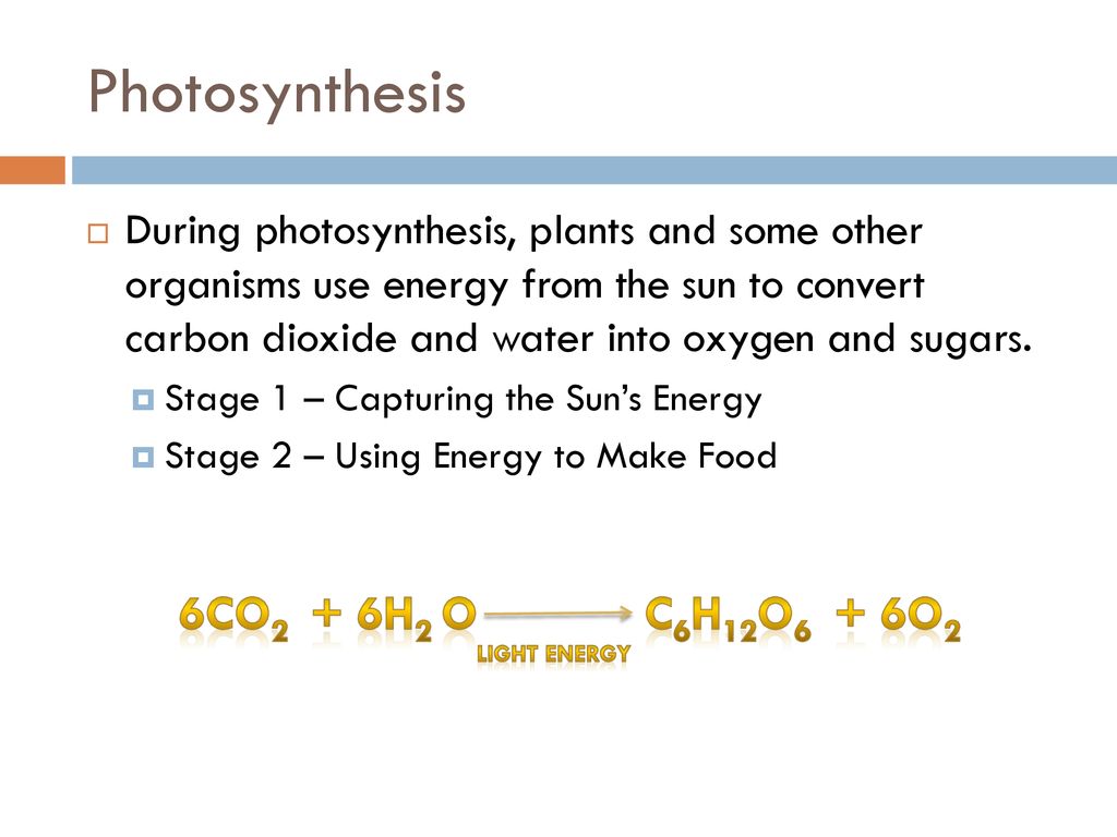 Cell Processes and Energy - ppt download