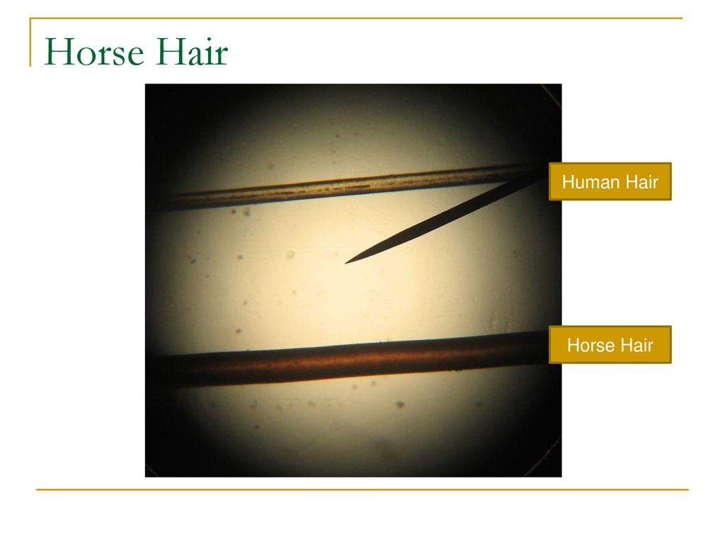 Human vs. Animal Hair. - ppt download Human vs. Animal Hair. - ppt download
