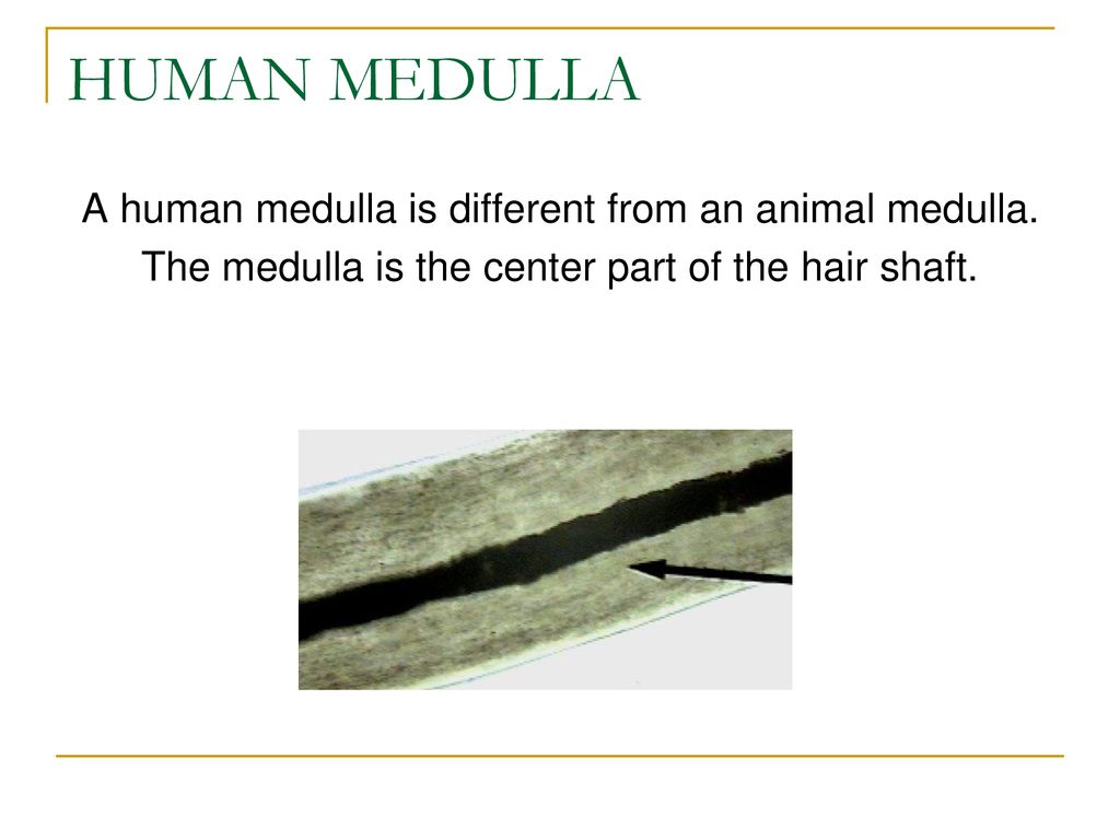 HUMAN MEDULLA A human medulla is different from an animal medulla.