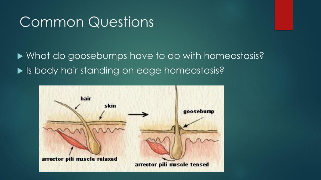 Anatomy And Physiology Ppt Download
