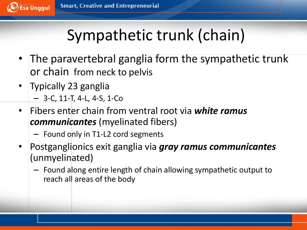 AUTONOM NERVOUS SYSTEM Biology Diagrams