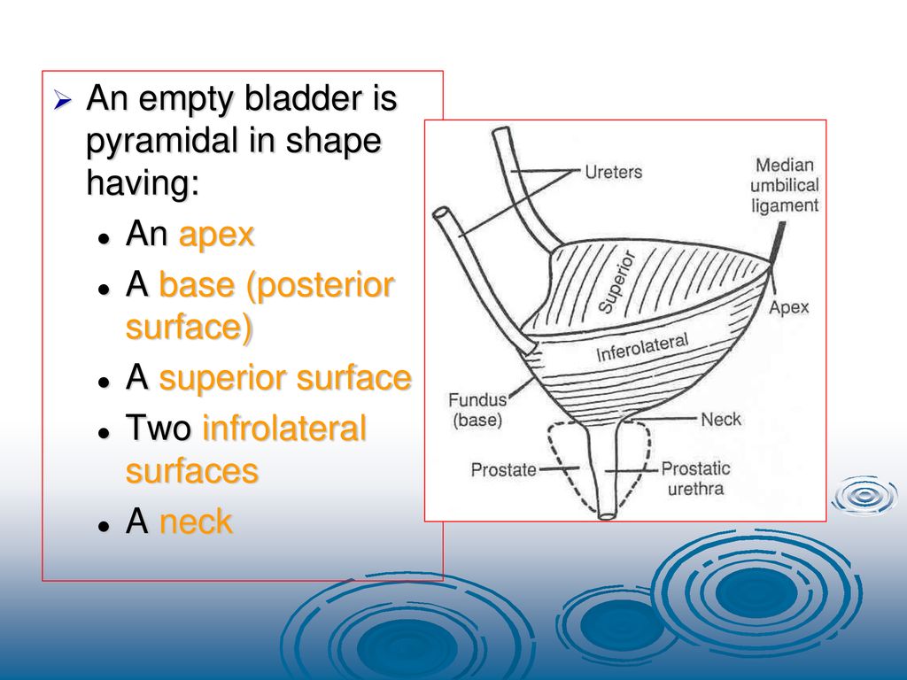 Anatomy of urinary system ppt download