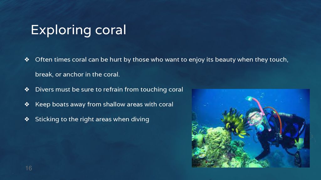 Exploring coral Often times coral can be hurt by those who want to enjoy its beauty when they touch, break, or anchor in the coral.