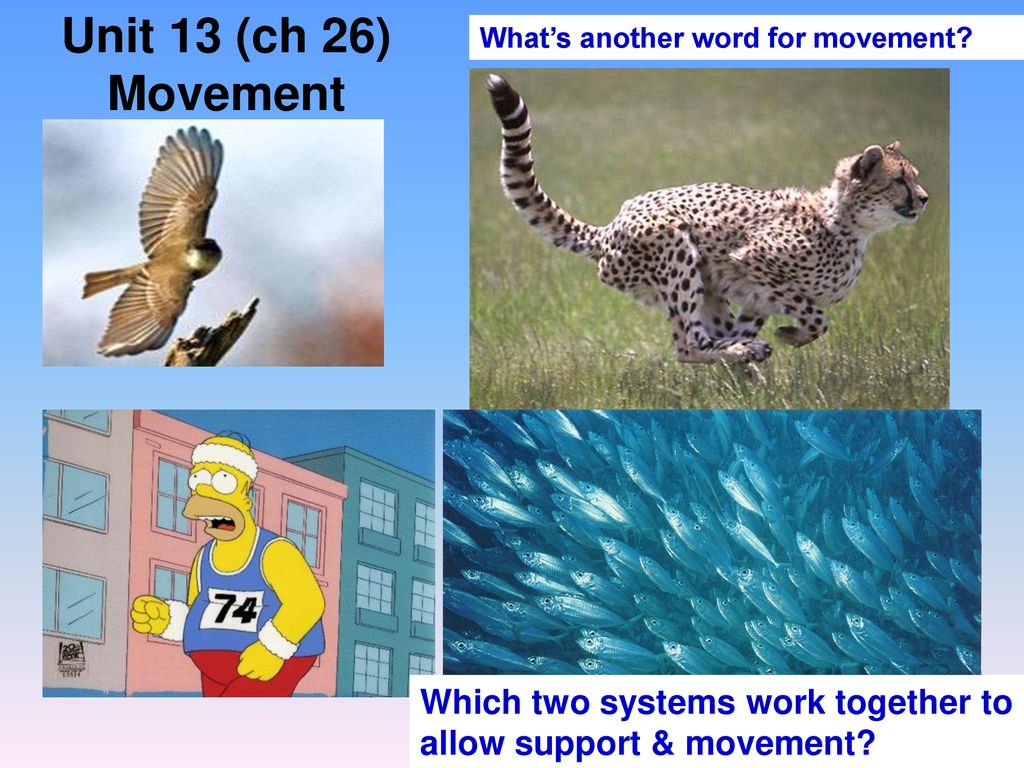 Unit 13 (ch 26) Movement What’s another word for movement? ppt download