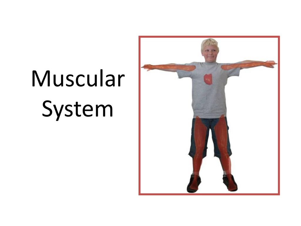Muscular System Ppt Download muscular-system-ppt-download
