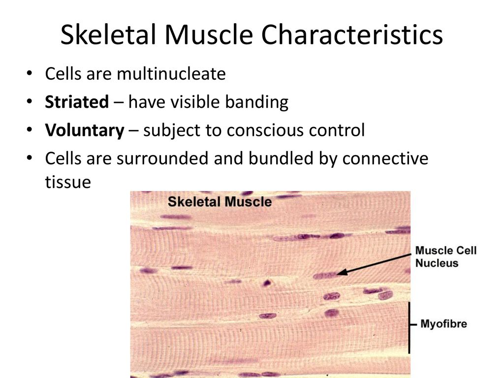 Muscular System. - ppt download