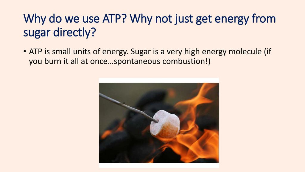Why do we use ATP Why not just get energy from sugar directly