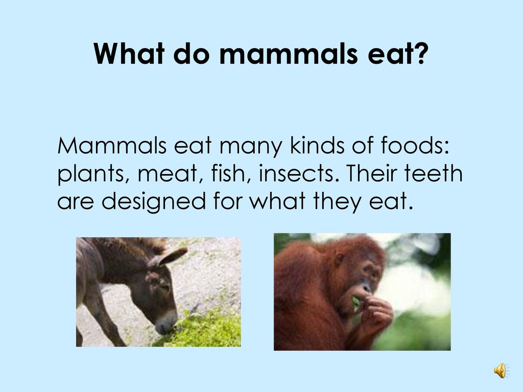 Mammals. - ppt download