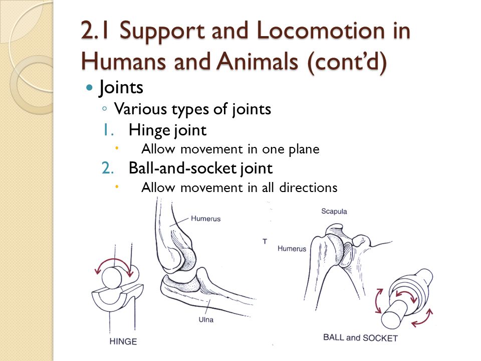 Locomotion and Support - ppt video online download