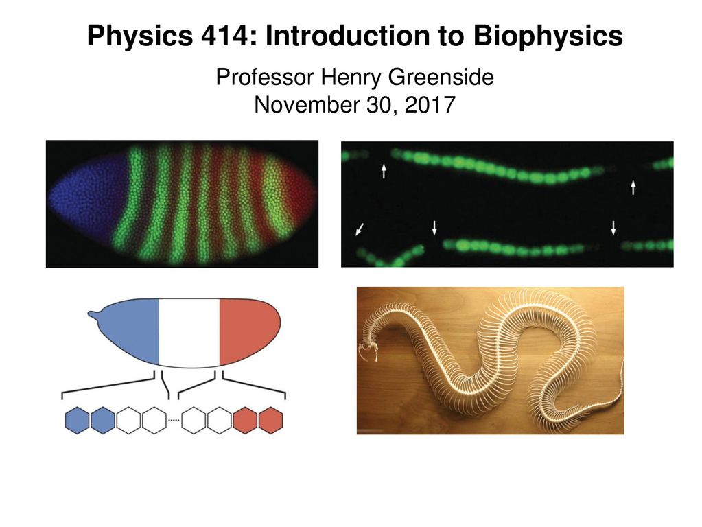Physics 414: Introduction to Biophysics Professor Henry Greenside November 30, 2017