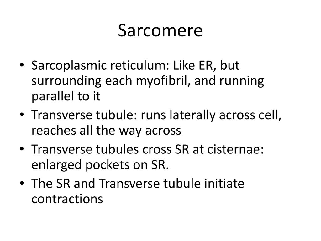 Sarcomere Sarcoplasmic reticulum: Like ER, but surrounding each myofibril, and running parallel to it.