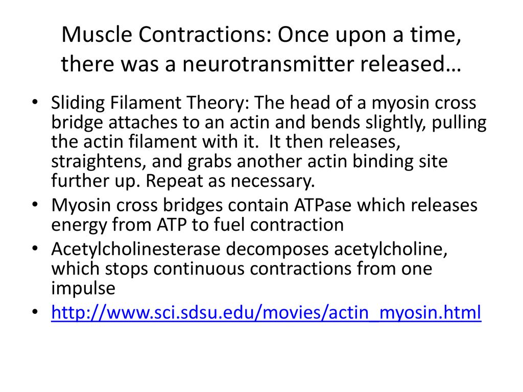 Muscle Contractions: Once upon a time, there was a neurotransmitter released…