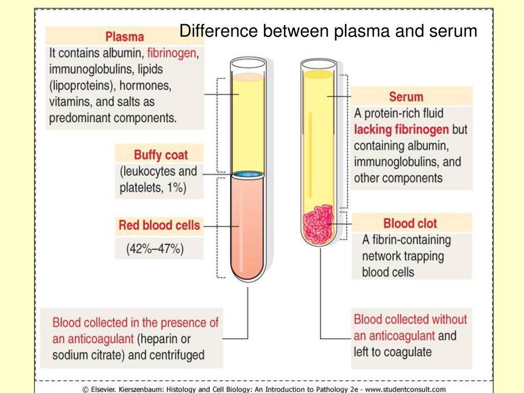 Альбумин иммуноглобулин. Сыворотка крови и плазма крови. Plasma Serum. Plasma vs Serum. Different between Blood Plasma and Blood Serum.