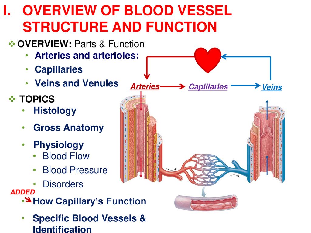 First structure. Blood structure. Types of Blood Vessels.