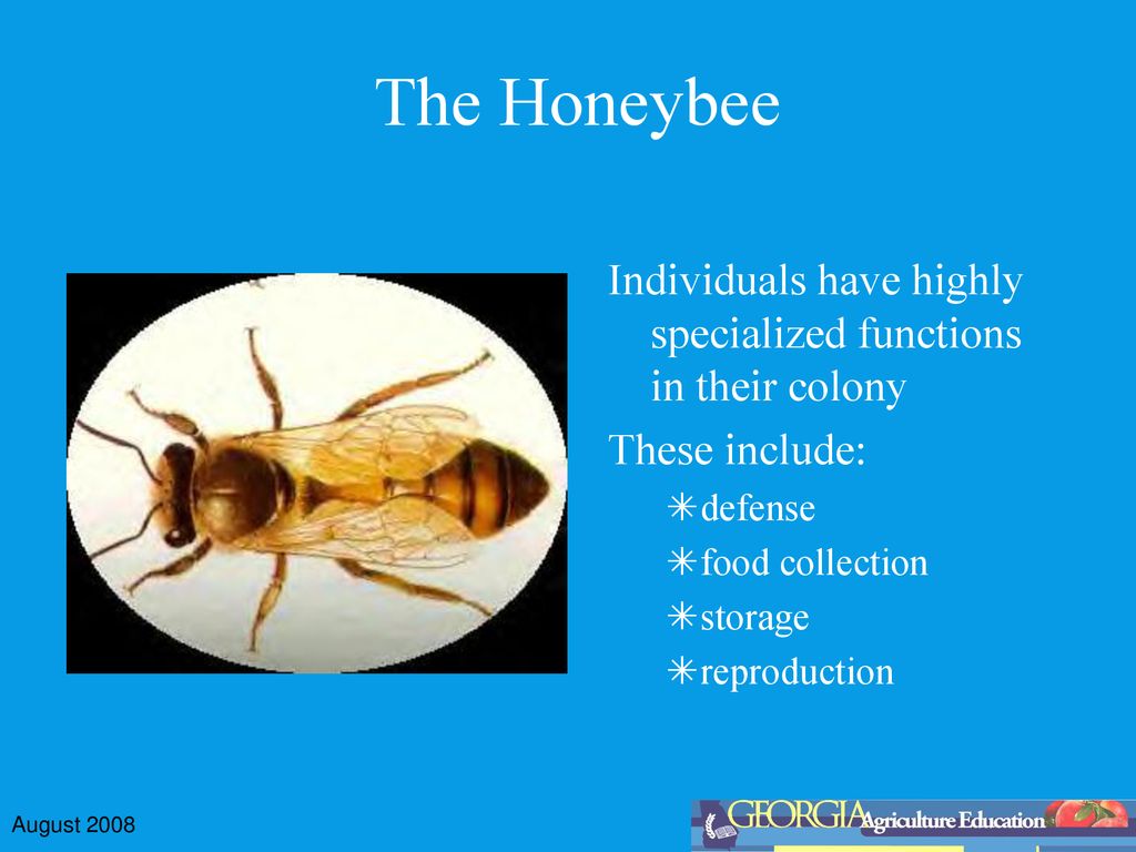 The Honeybee Eric Stover,Matt Day,Jeff Mangum North Hall High School ... Biology Diagrams