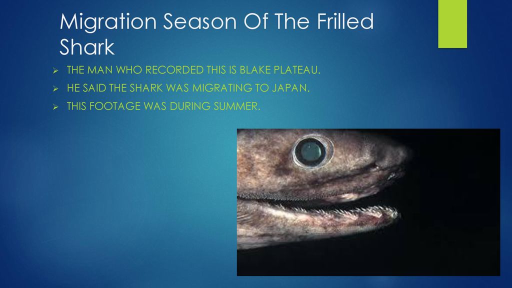 Migration Season Of The Frilled Shark