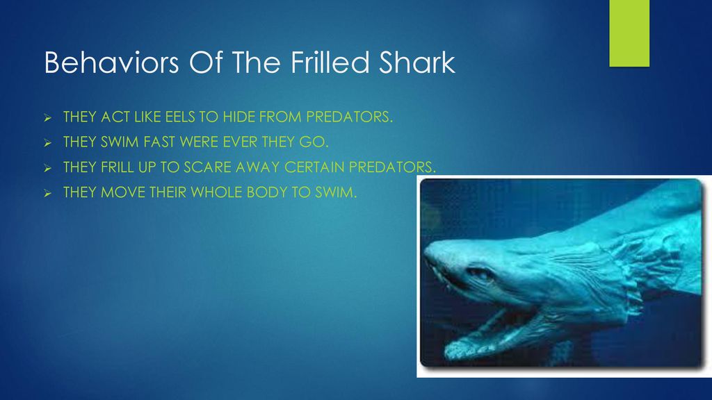 Behaviors Of The Frilled Shark