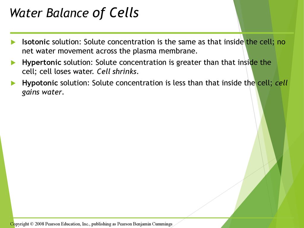 Water Balance of Cells Isotonic solution: Solute concentration is the same as that inside the cell; no net water movement across the plasma membrane.
