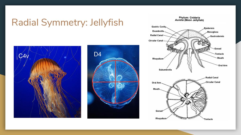 Radial Symmetry In Jellyfish