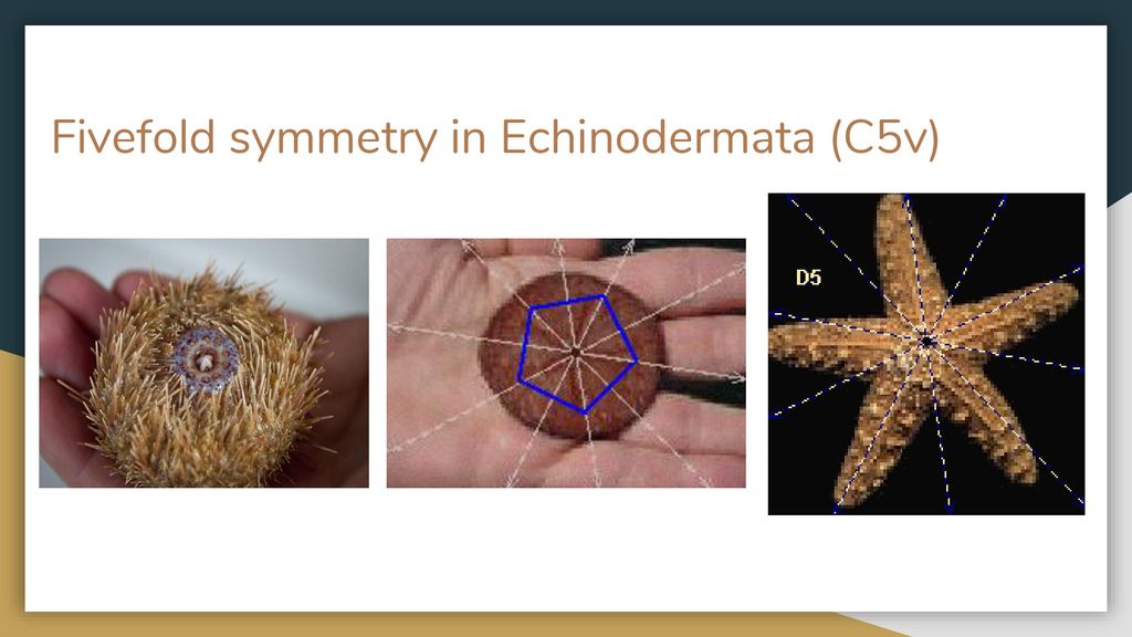 Symmetry in Biology By Ashlen Mezrahi - ppt download