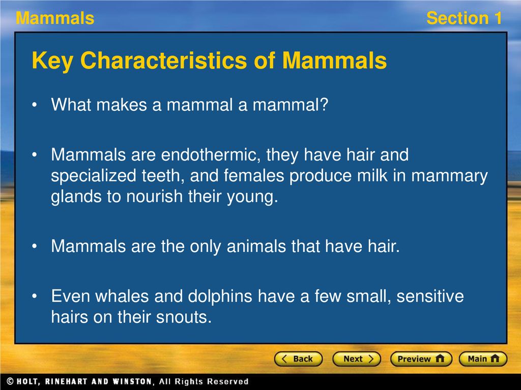 Section 1: Characteristics of Mammals - ppt download