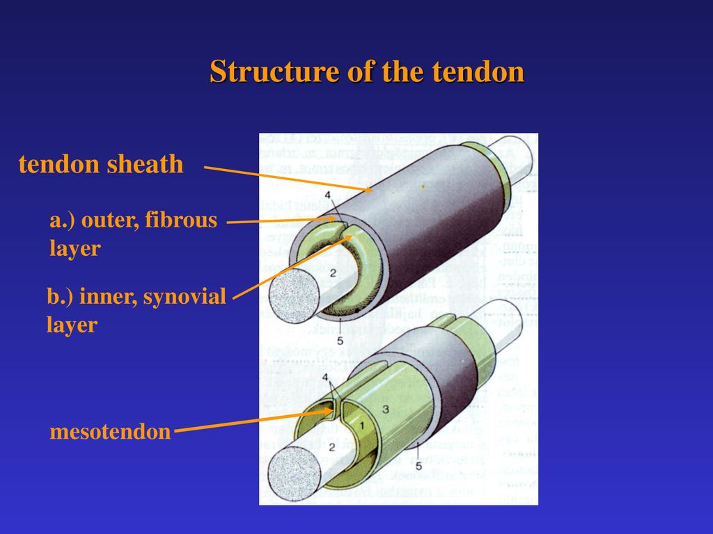 Muscle, muscle tissue tendons Biology Diagrams