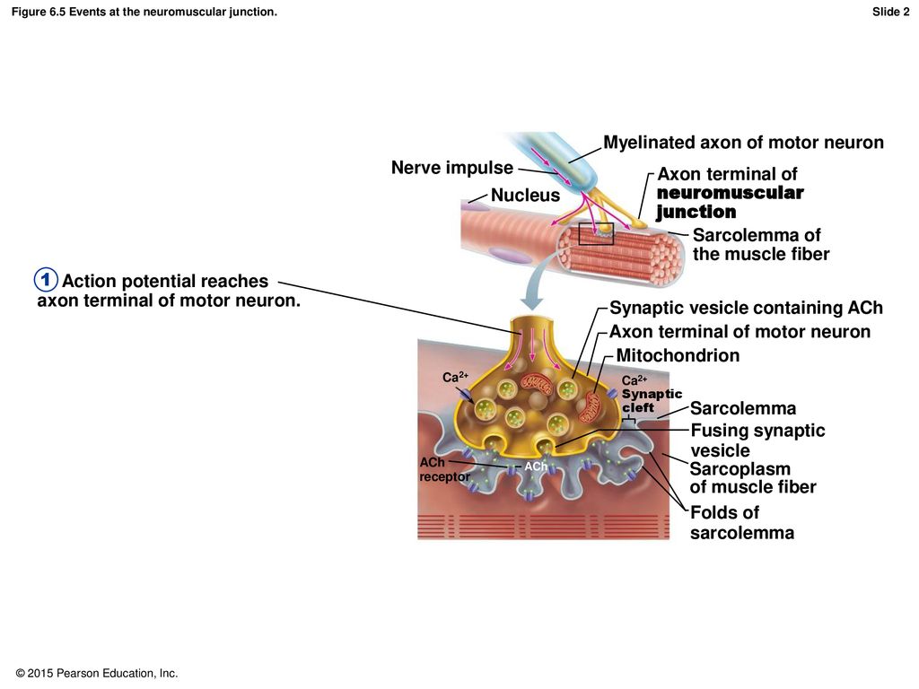 Chapter 6 the muscular system p ppt download